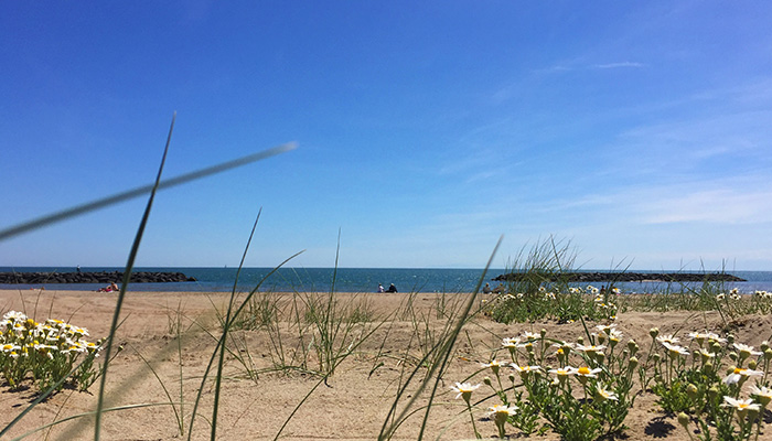 Domaine Sainte Cécile, woest strand, madeliefje, wild gras, camping aan zee